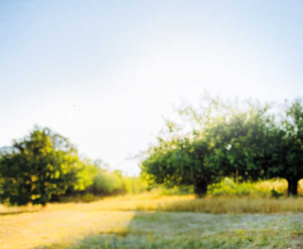 Verschwommene Naturaufnahme mit Bäumen und Sonnenlicht im Hintergrund.